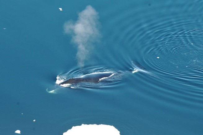 How Bowhead Whales Could Help Us Live Longer