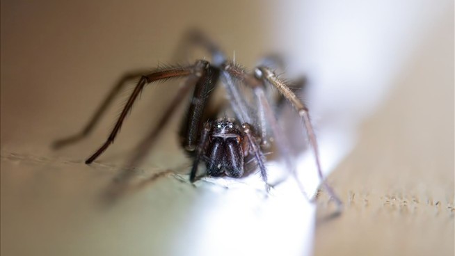 Scientists Find a 1K-Square-Foot Spiderweb