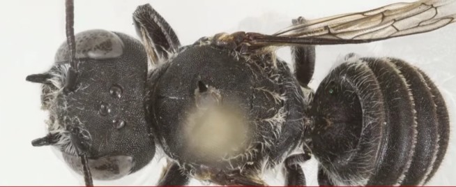 Meet Lucifier, a New Bee With Devil Horns