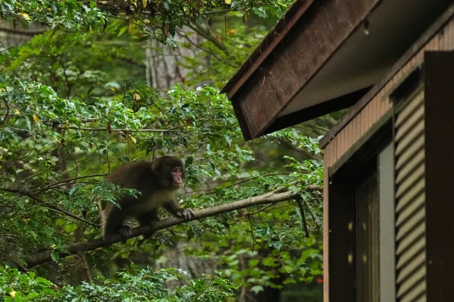 For the Monkey Chasing Squad, It's Like Herding Monkeys