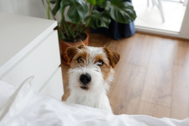 Pennsylvania Man Shot by Dog After Gun Mishap