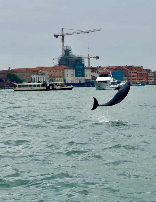 Venice Tries to Nudge Dolphin Away for His Safety. He Won't Go