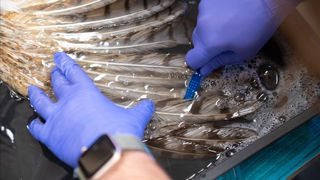 Owl Saved After Mishap With a Concrete Mixer