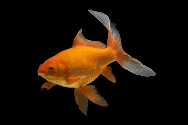 Canadian City's Invasive Goldfish Won't Like Its Latest Plans