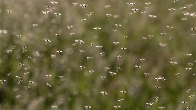 Mathematician: Fungus Could Decimate Malaria-Ridden Mosquitoes