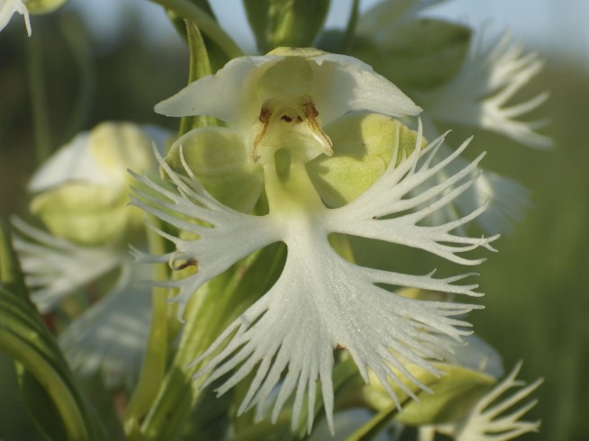 Trump Moves to Roll Back Endangered Species Act