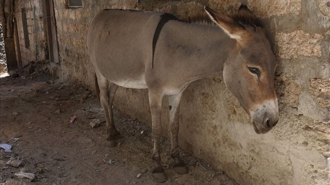 Study of Donkey Poop Reveals a Microplastics Problem