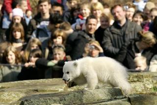 Knut Needed Hug: Zoo Intruder