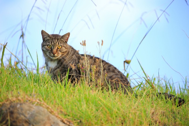 New Zealand's New Goal: Eradicate Feral Cats