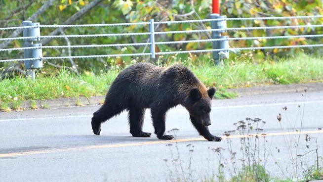Bear Attacks Man in Restroom Near Train Station