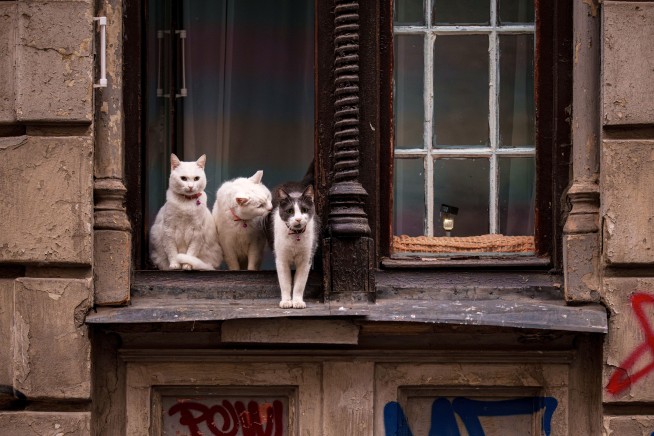 Ancient DNA Rewrites the Narrative of Cat Domestication