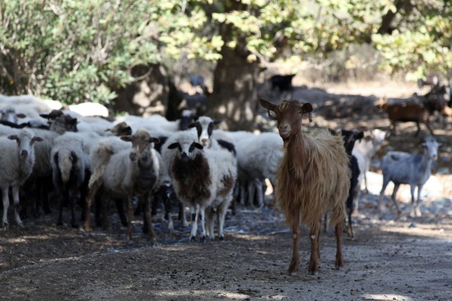 Greek Feta Faces Crisis as Disease Hits Sheep, Goats