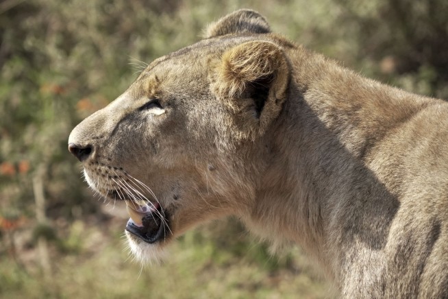Lion Kills Teen Who Climbed Into Enclosure