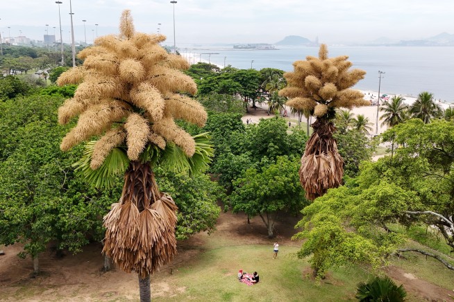 Old Palm Trees in Rio Flower for First—and Only—Time