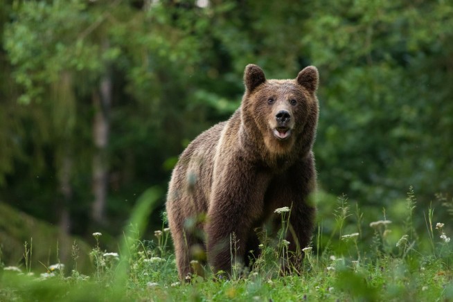 Woman Mauled by Bear Reunites With Alaskan Rescuers