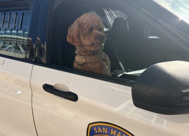 Poodle Snatching Suspect Busted After Highway Chase