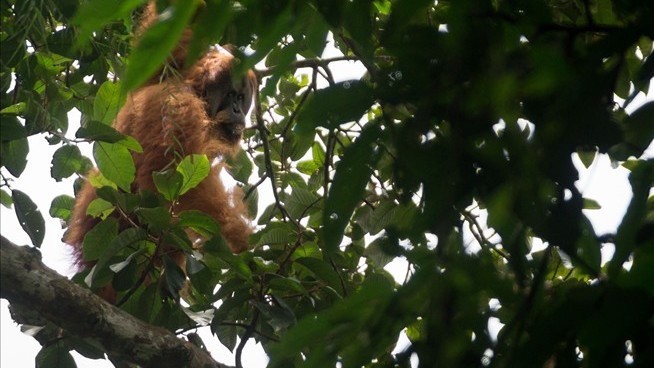 World's Rarest Ape Lives Near a Gold Mine—Problematically