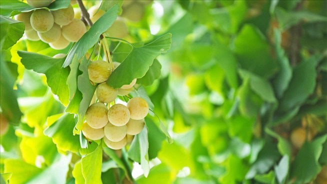 Historic Garden Discovers Its Ginkgo Isn't What It Thought