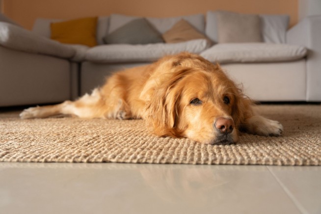 Suit Aims to Let Americans Claim Pets as Dependents