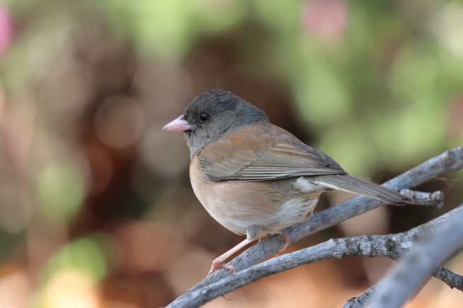 During Lockdown, Campus Birds Physically Changed
