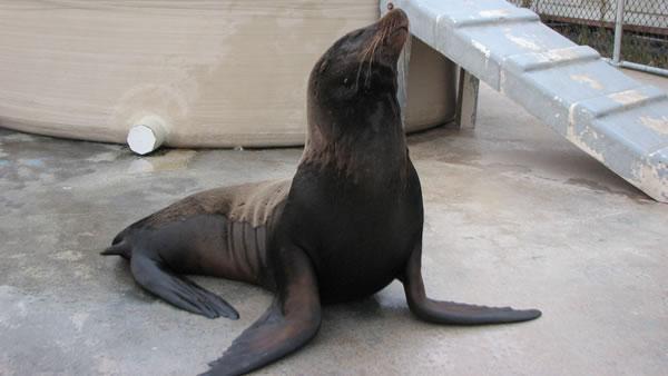 Sea Lion Found at Oakland Airport