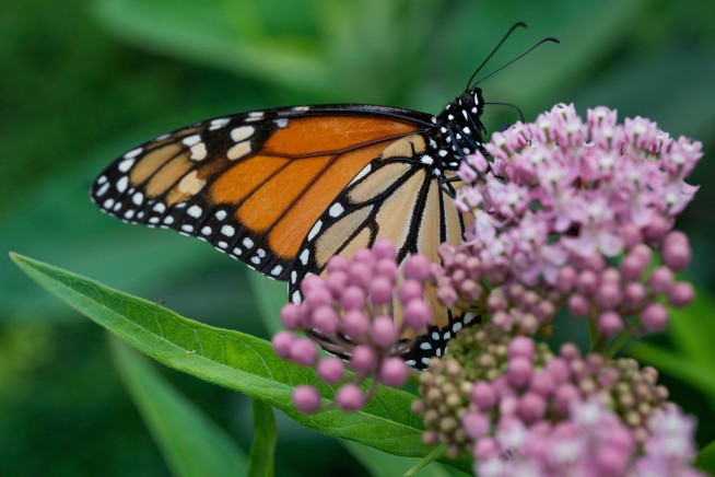 Butterfly Brains Could Reveal Secrets of Magnetic Navigation