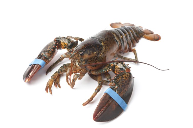 $400K Shipment of Live Lobsters for Costco Hijacked