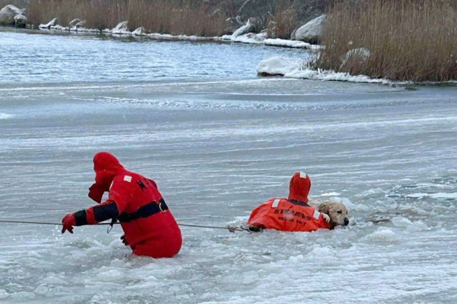 Firefighters Rescue Dog Who Fell Through Ice