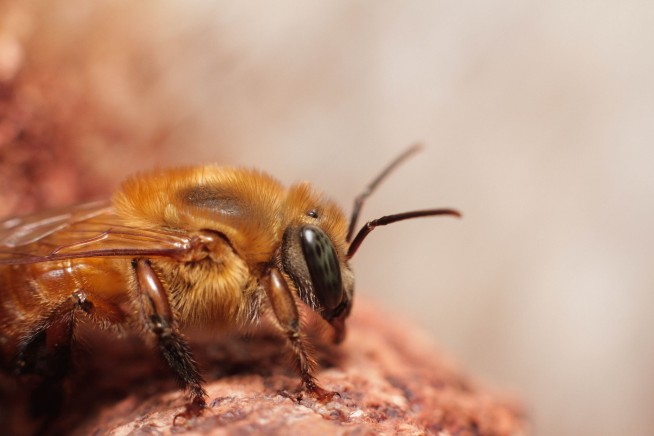 Amazonian Bees Now Have Legal Rights