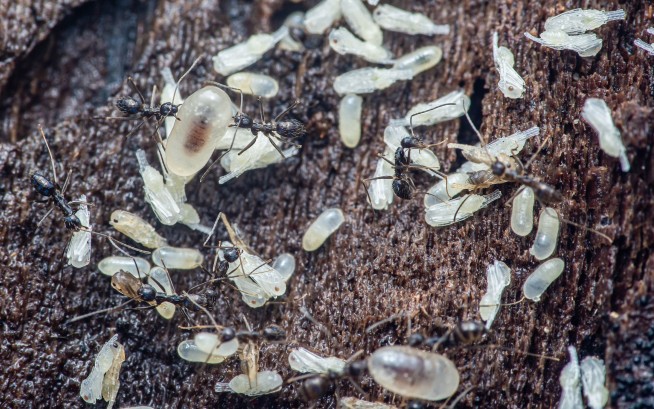 To Protect Colony, Sick Baby Ants Emit 'Kill Me' Scent