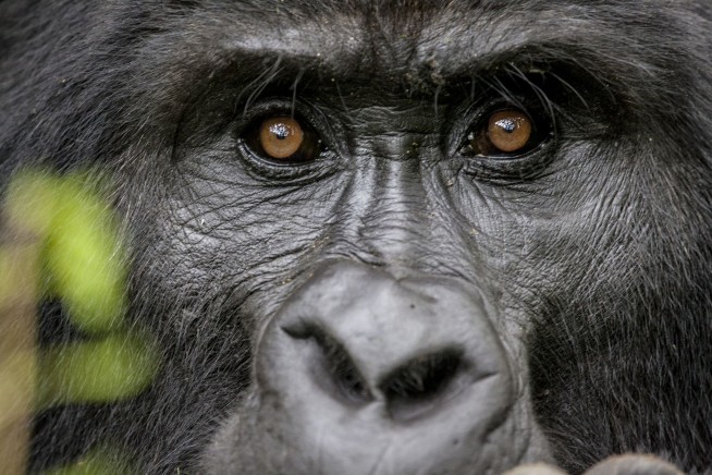 Rare Gorilla Twins Born in a Very Dangerous Place