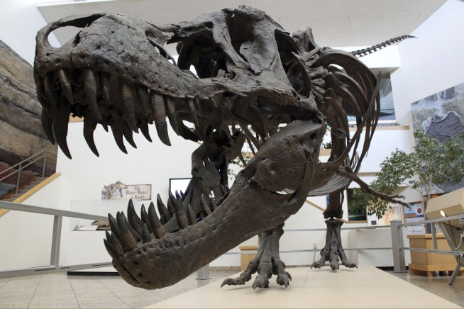 T. Rex Took 4 Decades to Reach Full Giant Size
