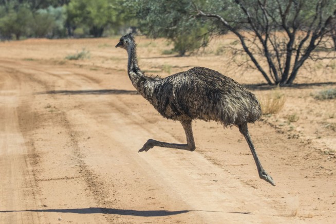 Good News, Florida: The Emu Has Been Captured