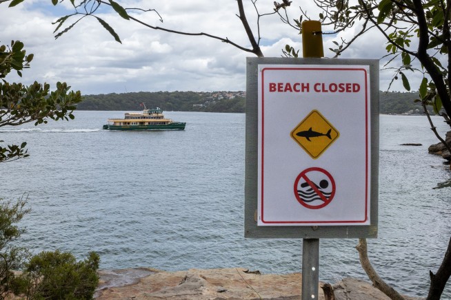 Back-to-Back Shark Attacks Rattle Sydney
