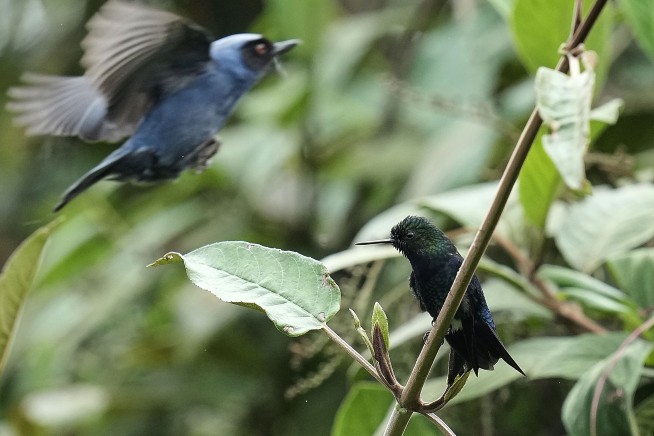 Ancient Forest in Ecuador Is a Tiny Hummingbird's Last Stand