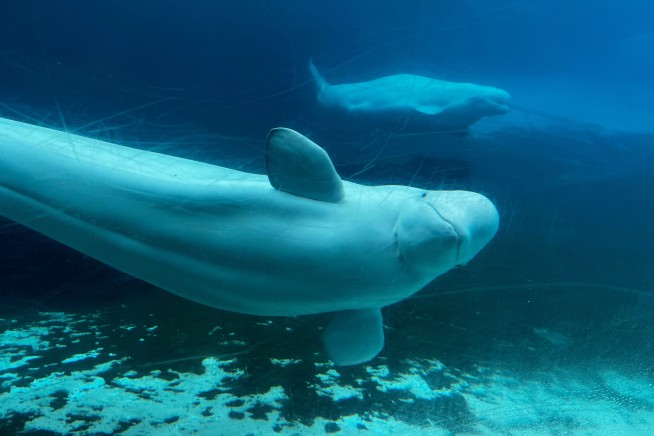 Canada OKs Plan to Send Marineland Whales to US