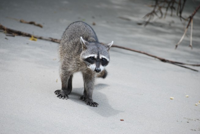 Cop Under Investigation After Fatally Shooting Raccoon