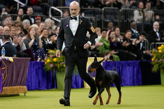 This Good Girl Just Won Best in Show at Westminster