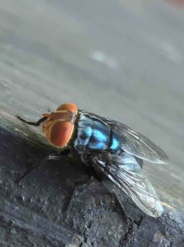 To Combat Flesh-Eating Pest, Texas Readies the Flies