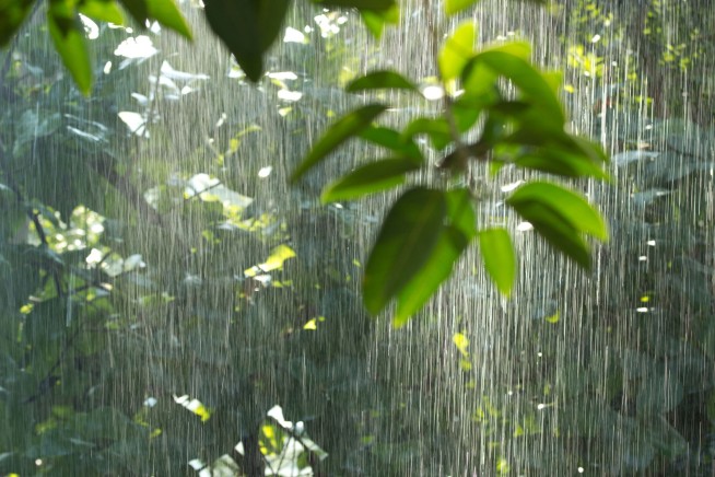 Rain From Amazon's Tropical Forests Is Worth Billions