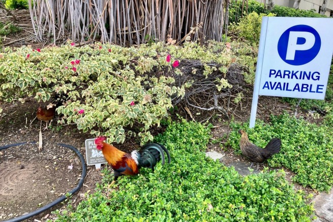 What's for Dinner in Hawaii: Feral Chickens