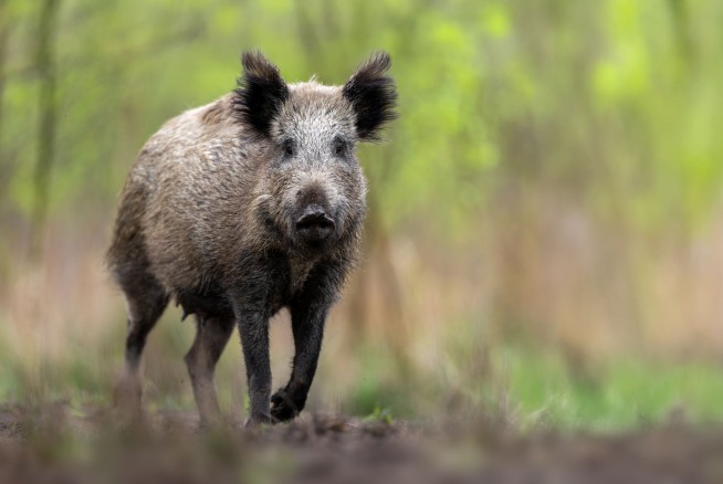 Cops: Boar Hunt in Sicily Ends in Triple Fatal Shooting Mix-Up