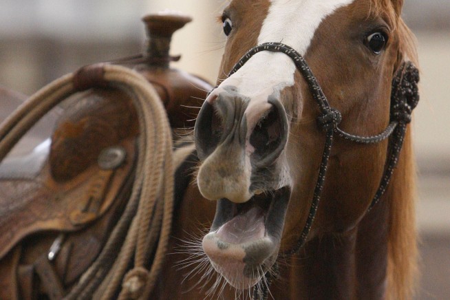 How Do Horses Whinny? They Whistle, Sort Of