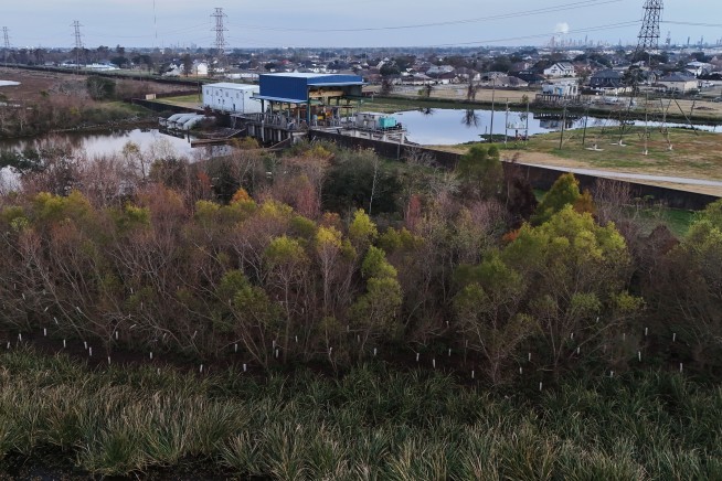 Global Warming Has a New Big Driver: the World's Swamps