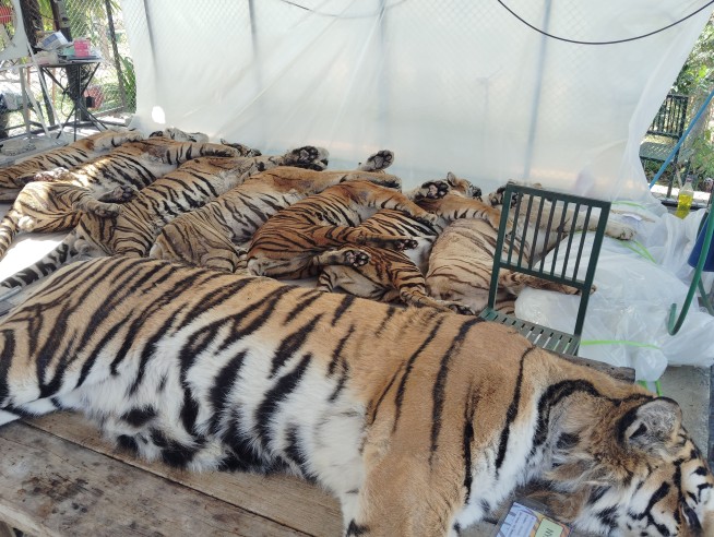 Thailand Probes Outbreak After 72 Tigers Die at Park