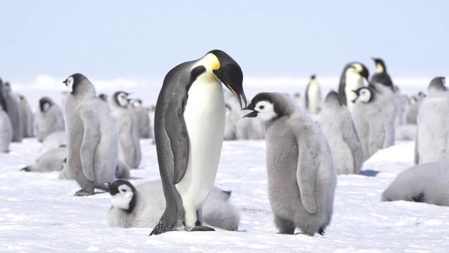 Melting Sea Ice May Be Making Penguins' Molting Deadly