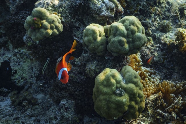 To Climb the Social Ladder, Baby Clownfish Ditch Stripes