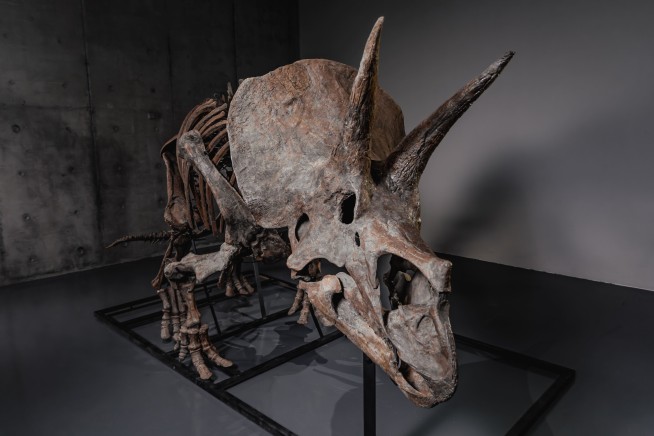 After Decades in Museum, Triceratops to Hit Auction Block