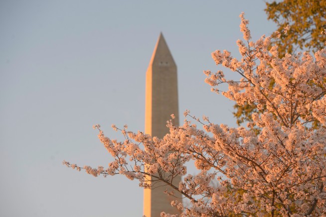 Peak Bloom Forecast for DC Cherry Blossoms Is Here