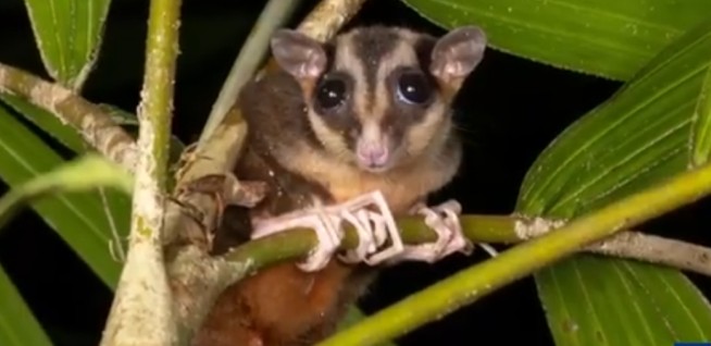 Two Long-Lost Animals Found in Remote Forests